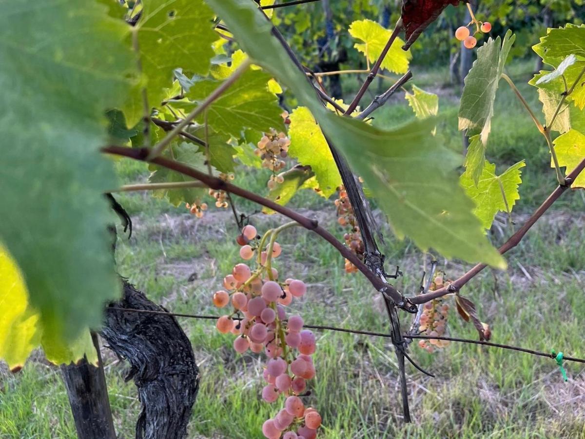 B&B Terre Toscane Ciggiano Kültér fotó